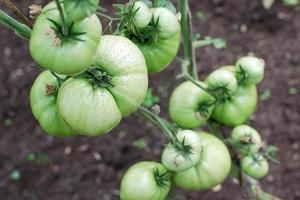 sin hojas planta de verde Tomates creciente en invernadero foto