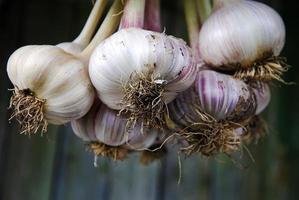 Harvested garlic hanging in a bunch, close-up photo