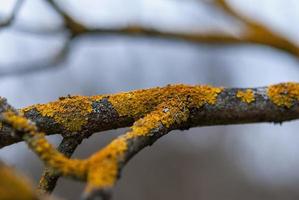 Apple tree branches with lichen - maintenance of garden trees in spring photo