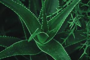 Aloe vera plant closeup, dark green succulent plants photo