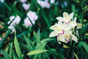 orquídea jardín con floreciente cymbidium y otro suelo orquídeas foto