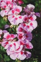 Pink geranium flowers closeup, vertical shot, water drops photo