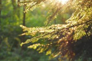 Sun rays shine through pine tree branches in the forest in spring photo