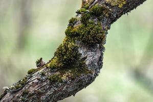 Old tree trunk with moss and lichen photo