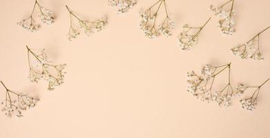 Gypsophilia branch with white flowers on a beige background, top view photo