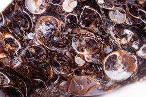 Macro mineral agate fossil fossilized with fossilized turtles on white background photo