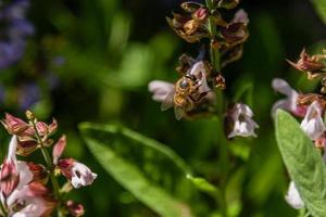 Beautiful flowers on which the bee sits photo