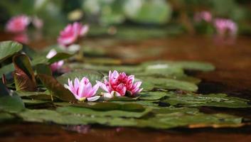 floreciente loto, hermosa rosado flores en el superficie de el agua foto