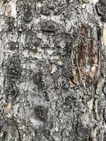 birch, cracked bark of an old tree, texture, abstract background photo