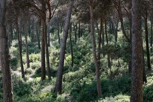 pine forest, summer sunny landscape, hilly area photo