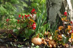 cama de rojo flores y verde cebollas de cerca, crecido en un abierto suelo foto