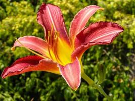 Flowering summer lily of red color photo