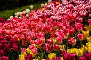 Spring field of colorful tulips photo