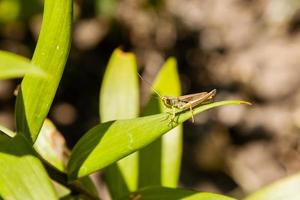 Green grasshopper sitting on green leaf photo