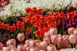 Spring field of colorful tulips photo