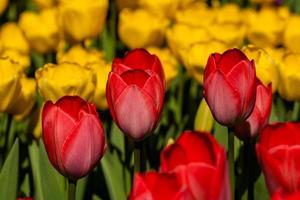 Spring field of colorful tulips photo
