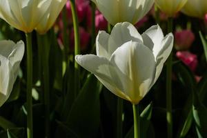 macro de tulipanes blancos sobre un fondo de hierba verde foto