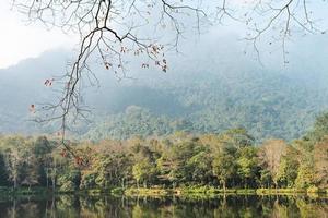 the image of the forest by the lake photo