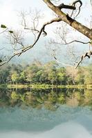 el imagen de el bosque por el lago foto