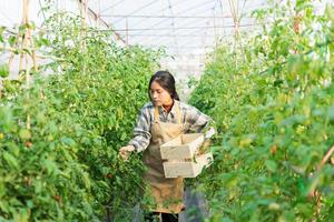 Asian female farmer portrait in cherry tomato garden photo