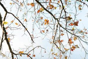 picture of maple leaves by the lake photo