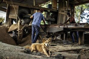 Man and woman working in a sawmill, their pet resting on a log looking at camera. Selective focus on the dog. photo