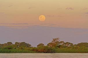 Moonrise over the Tropical Forest photo