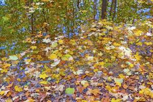 pastel hojas y otoño reflexiones en un bosque estanque foto