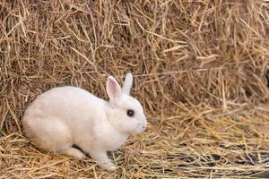 little rabbit on the hay photo