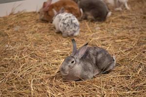 little rabbit on the hay photo