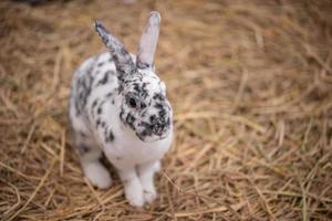 little rabbit on the hay photo