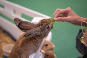 Female hand feeding rabbits with vegetables photo