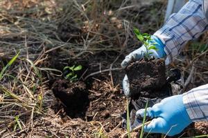concepto de mano plantando arboles aumenta oxígeno y ayuda reducir global calentamiento foto