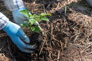 concept of hand planting trees increases oxygen and helps reduce global warming. photo