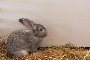 little rabbit on the hay photo