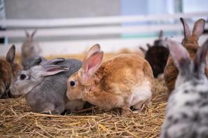 little rabbit on the hay photo