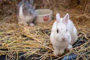 little rabbit on the hay photo