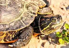 Turtle close up photo