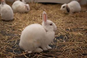 little rabbit on the hay photo