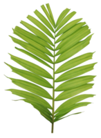 Tropical green leaf of palm tree on transparent background png file