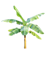 Green banana tree on transparent background - PNG File