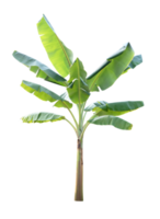 Green banana tree on transparent background - PNG File