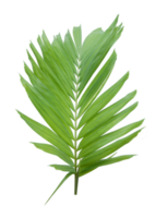 Green palm leaf on transparent background. png