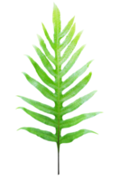 grön ormbunksblad blad på transparent bakgrund - png fil.