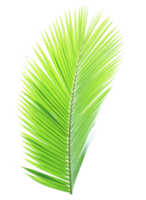 Green coconut leaf on transparent background png