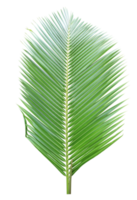 vert noix de coco feuille sur transparent Contexte png