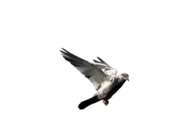 Pigeon in flight on transparent background. png