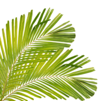 Green palm leaf on transparent background. png