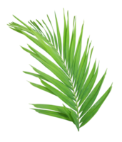 Green palm leaf on transparent background. png