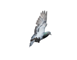 Pigeon dans vol sur transparent Contexte. png